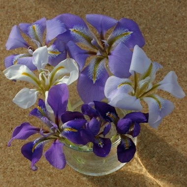 iris 1.jpg