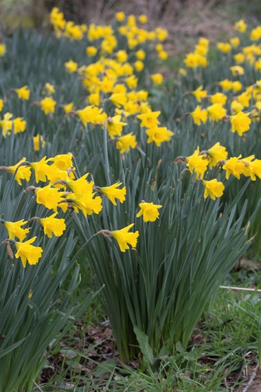 Narcissus Species