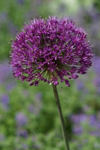 Alliums