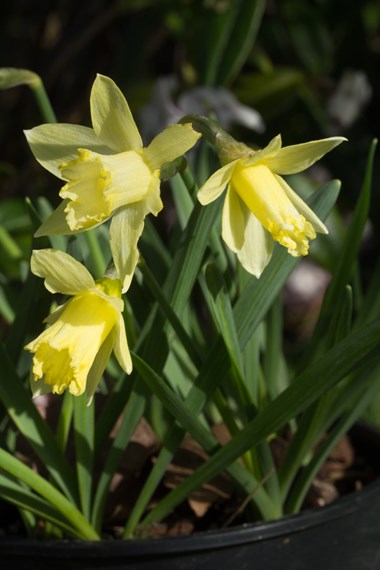 Narcissus Trumpet
