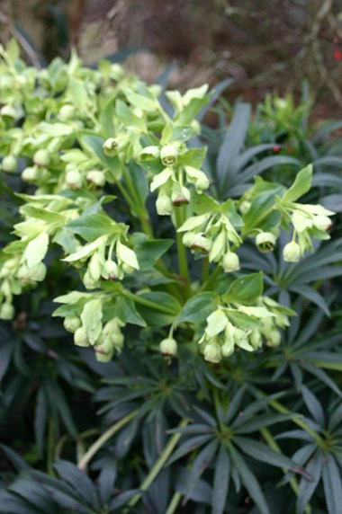 Helleborus