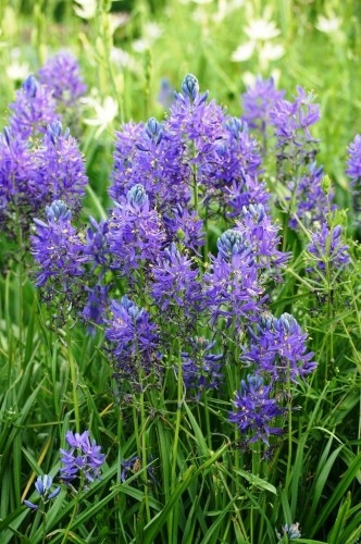 Camassia