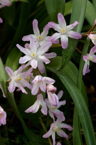 Chionodoxa