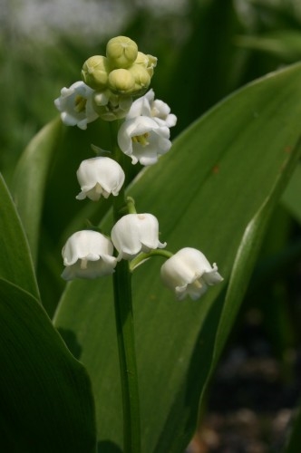 Convallaria