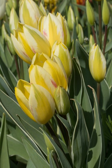 Single Late tulips
