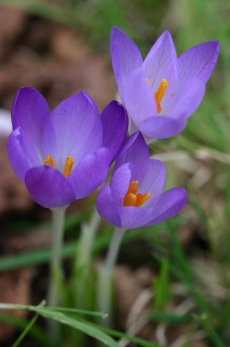 Crocus