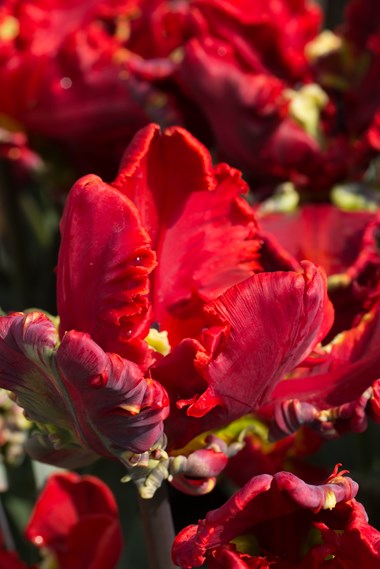 Parrot tulips