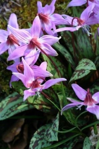 Erythronium
