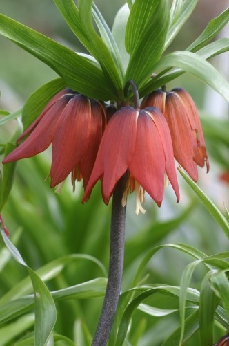 Fritillaria