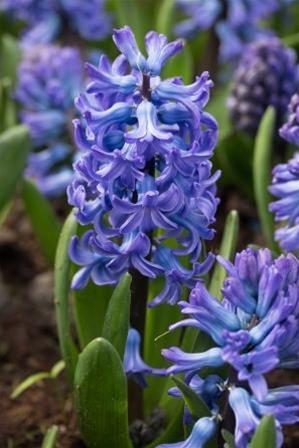 Hyacinthus