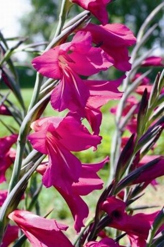 Gladiolus