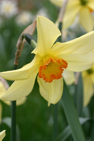 Narcissus Small Cupped