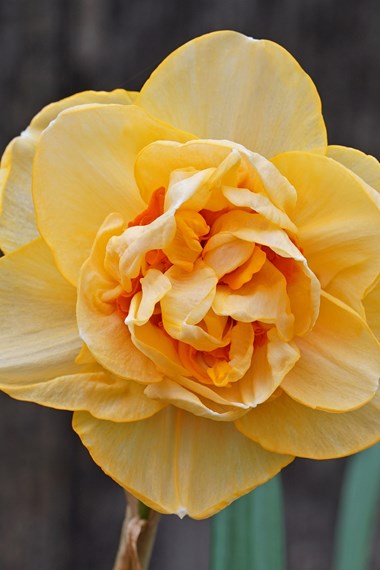 Narcissus Double