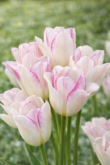Multi-Flowering Tulips