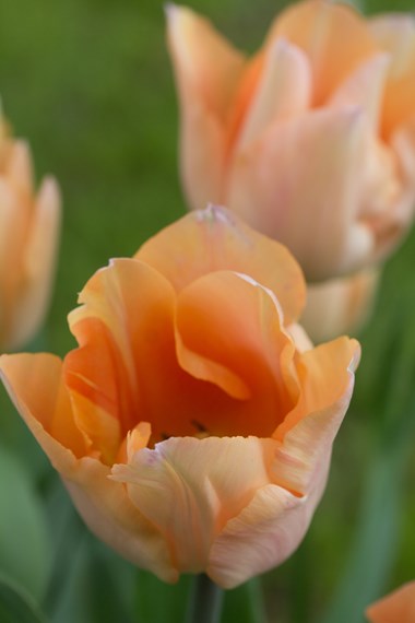 Single Early Tulips