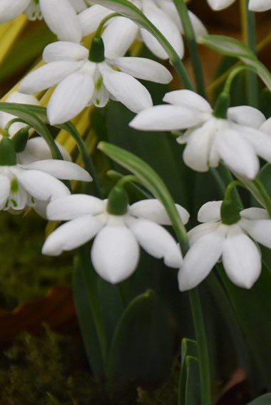 Galanthus (Snowdrops Dry Bulbs) 