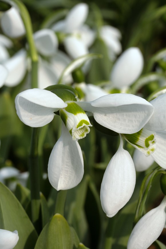 Galanthus Polar Bear