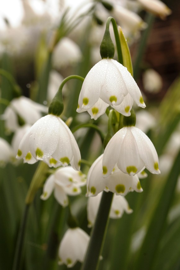 Leucojum aestivum Gravetye Giant