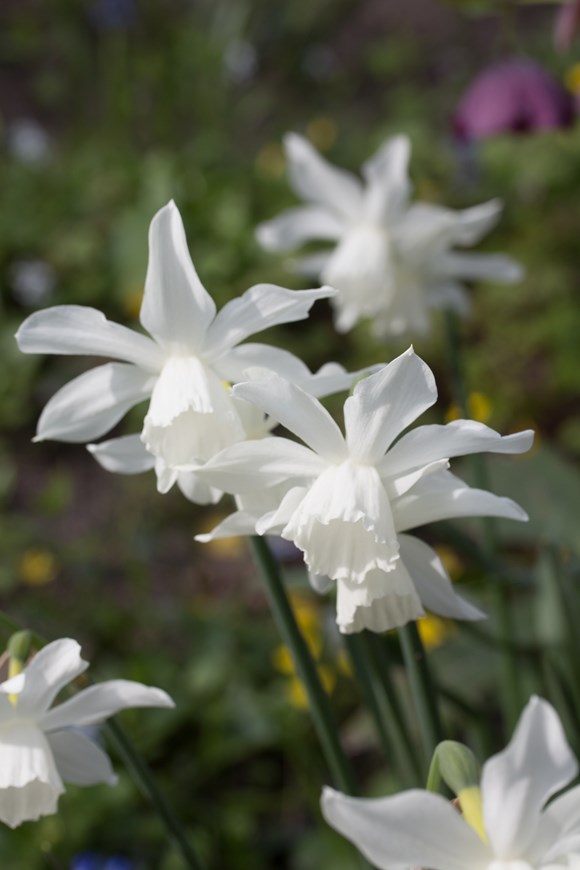 Narcissus Thalia 