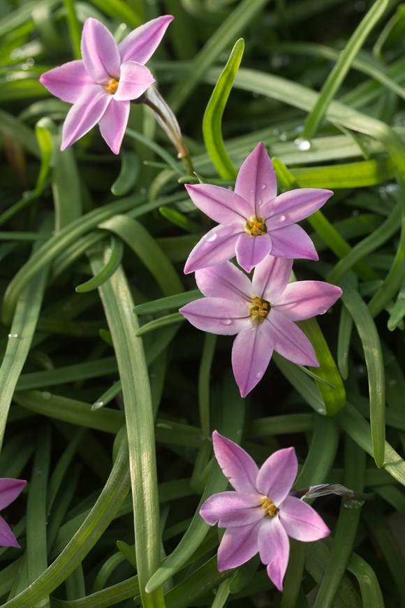 Ipheion uniflorum Charlotte Bishop