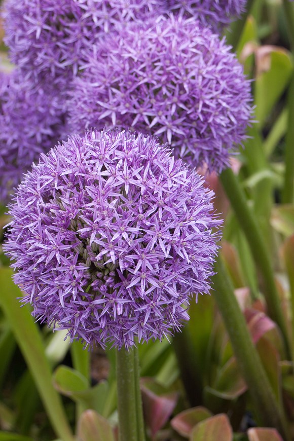 Allium Globemaster
