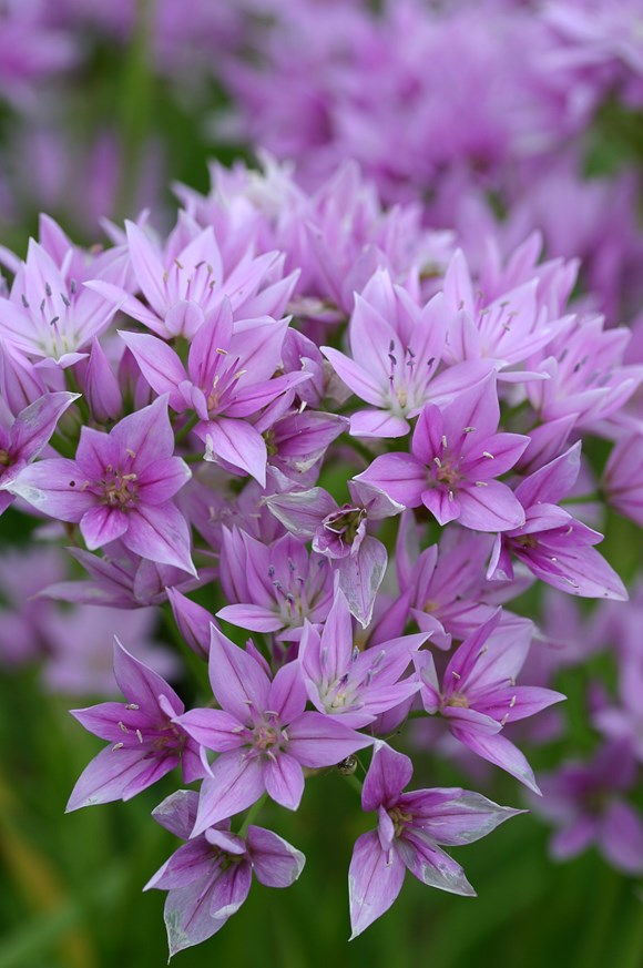 Allium unifolium