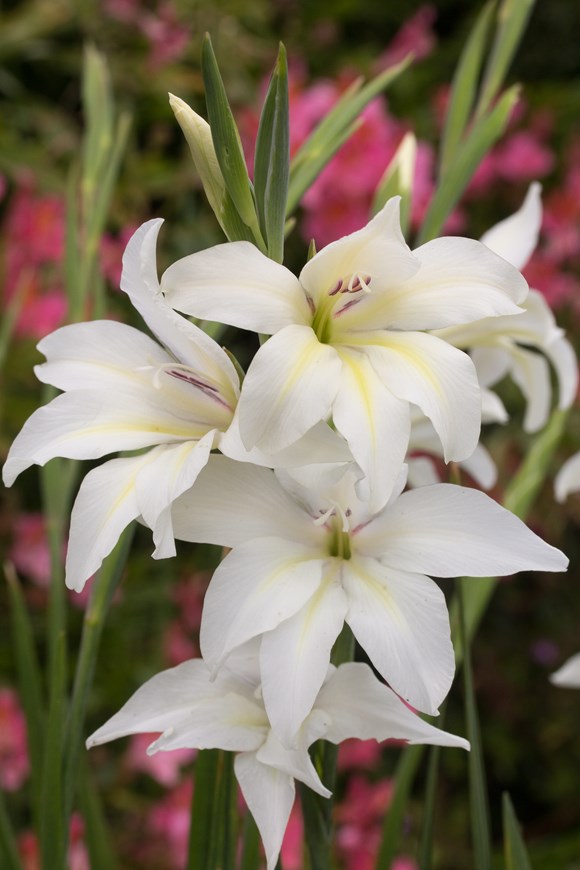 Gladiolus nanus The Bride
