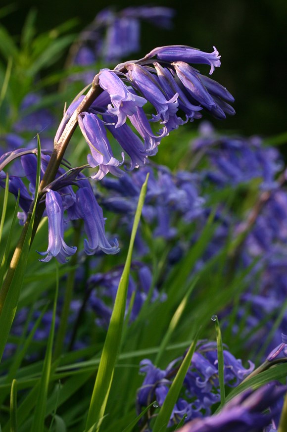 Hyacinthoides non-scripta - Bluebell