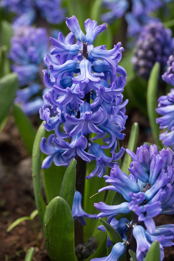 Hyacinthus Delft Blue 
