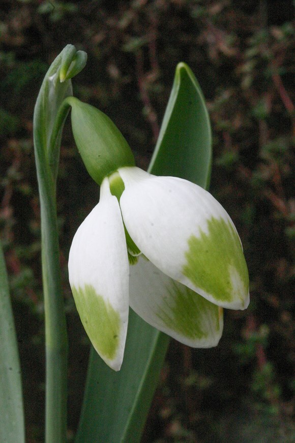 Galanthus Green Brush