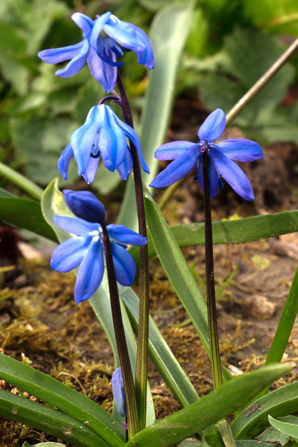 Scilla Siberica