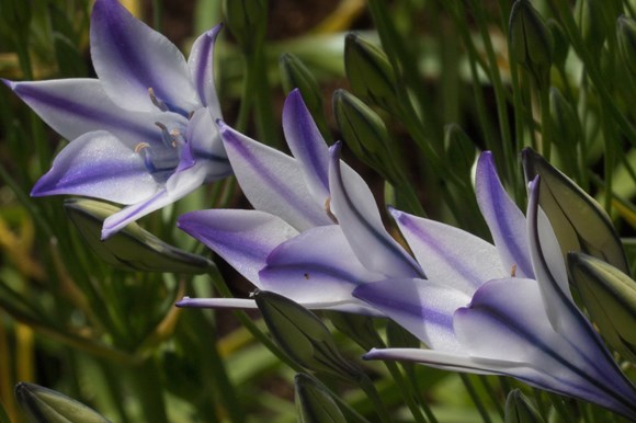 tritelia foxy img_1405.jpg