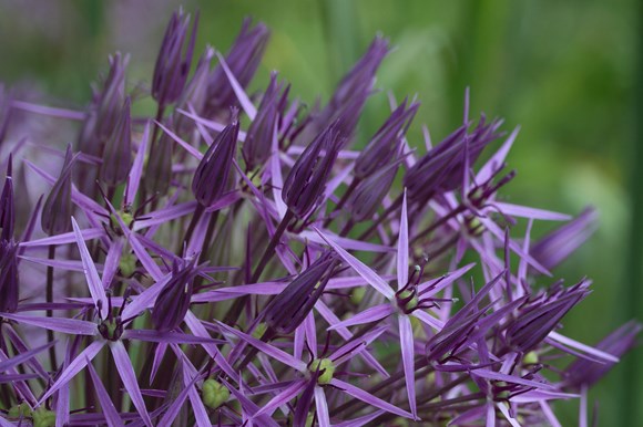 allium cristophiiimg_6603.jpg