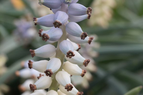 muscari ambrosiacumimg_2119.jpg