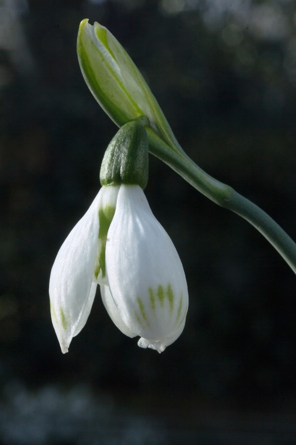 Galanthus Snow Fox