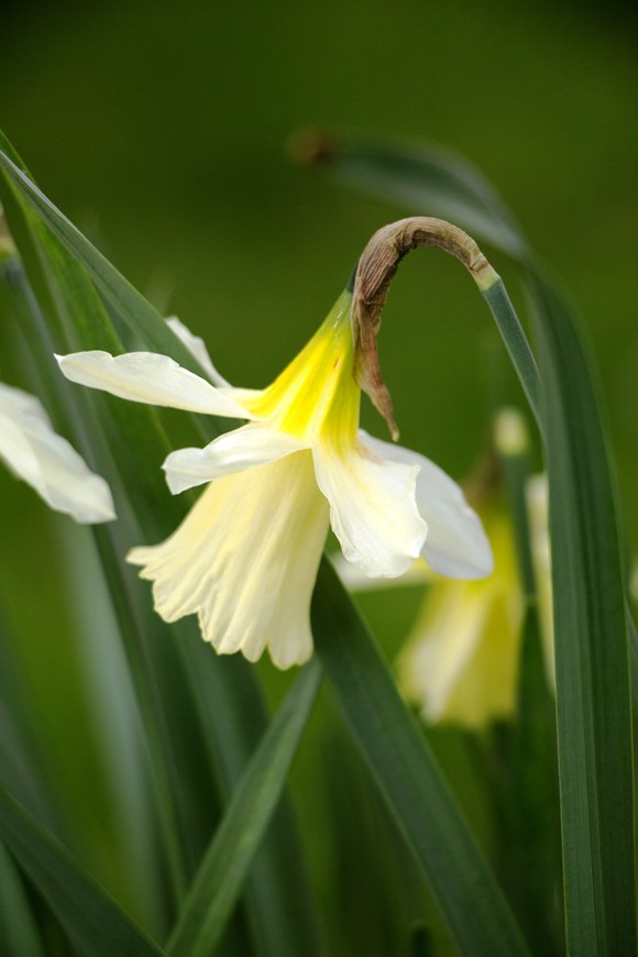 Narcissus W.P. Milner 