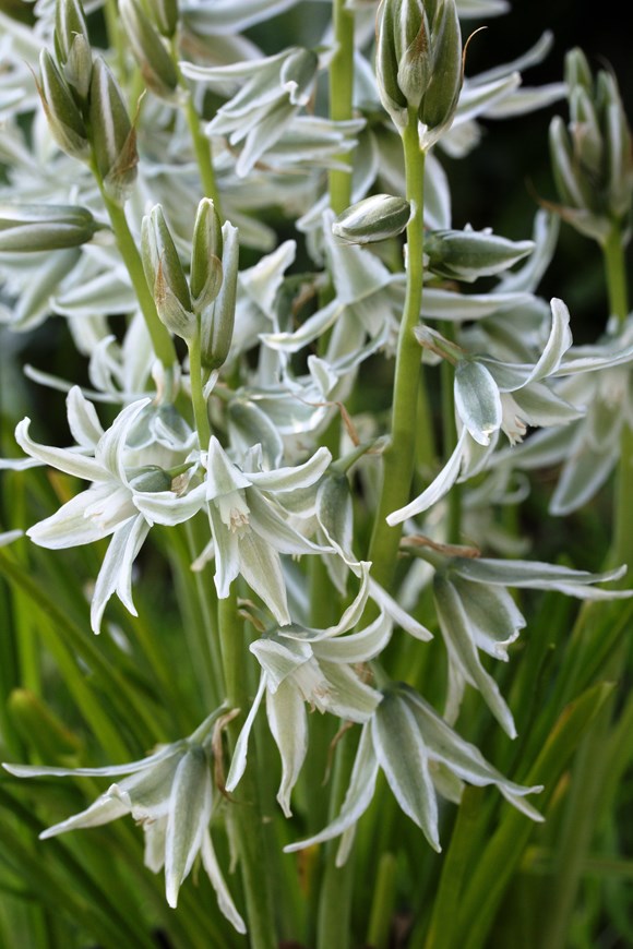 Ornithogalum nutans