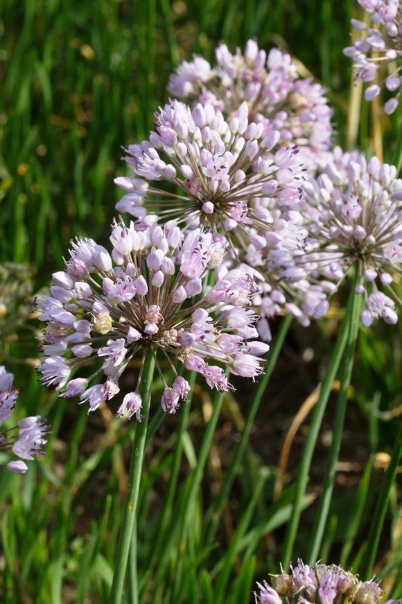 Allium canadense