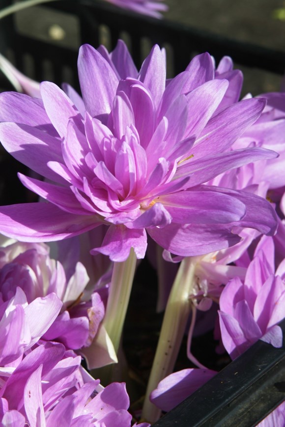 Colchicum Waterlily