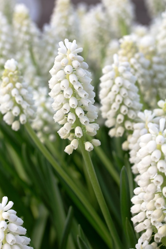 Muscari aucheri White Magic