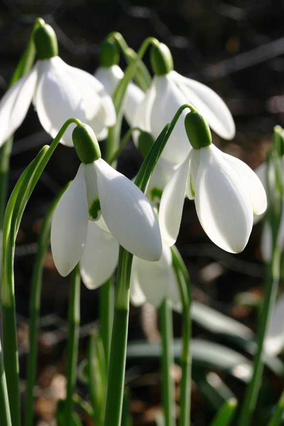Galanthus S Arnott