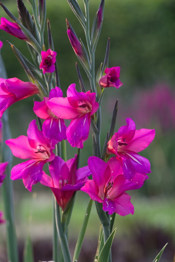Gladiolus comm ssp. byzantinus
