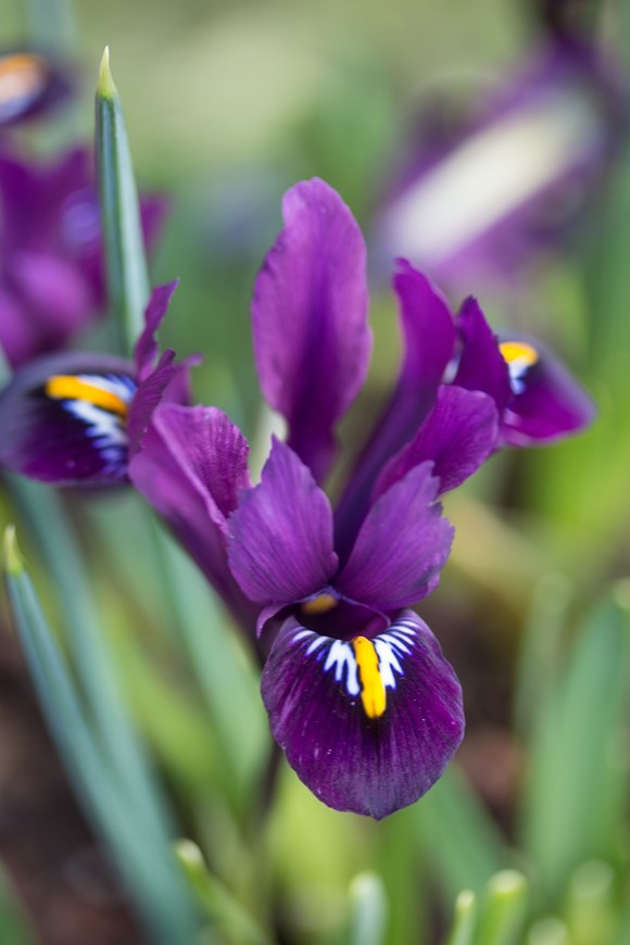 Iris reticulata Purple Hill