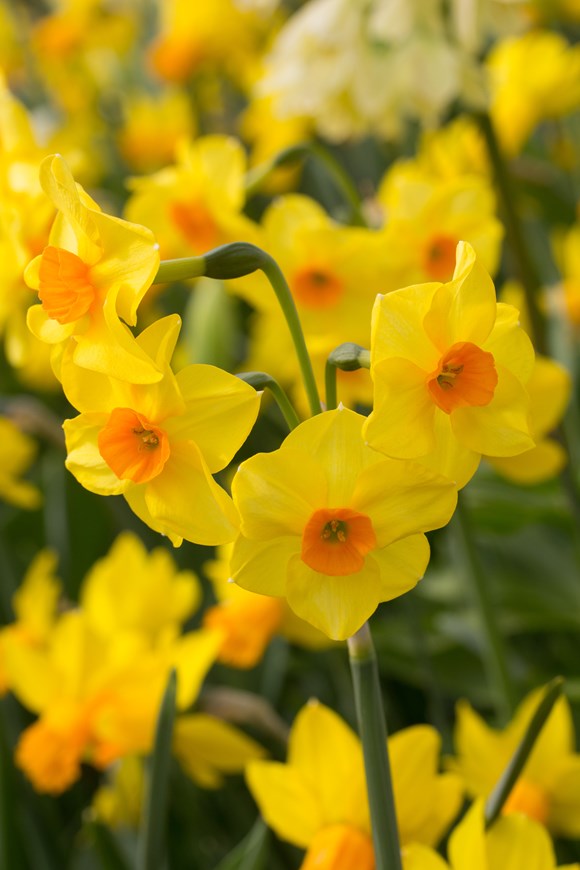 Narcissus Martinette 