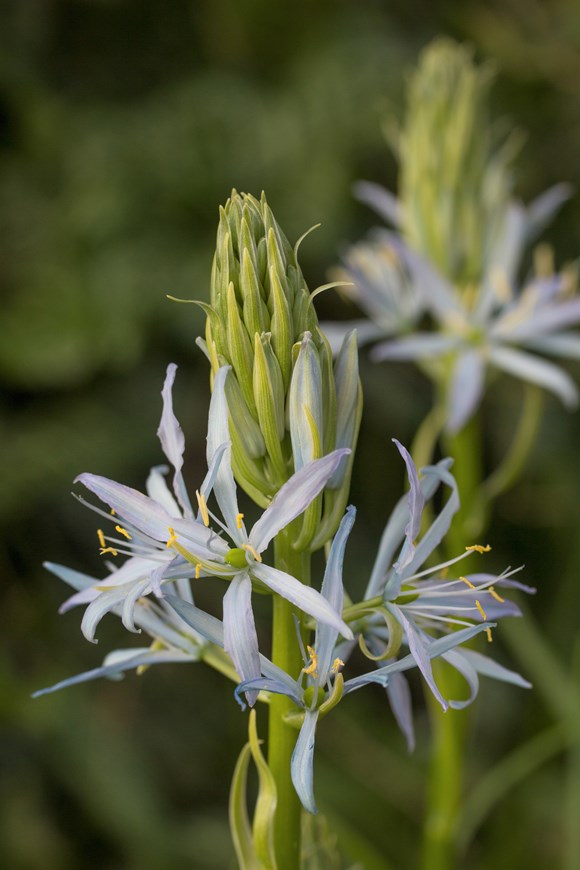 Camassia leichlinii Blue Heaven