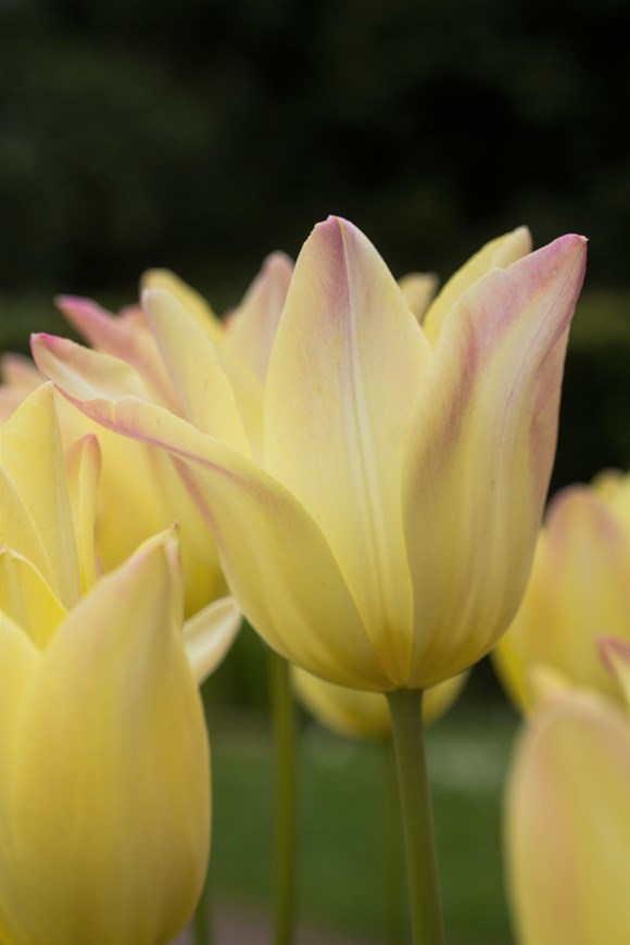 Tulipa Elegant Lady 