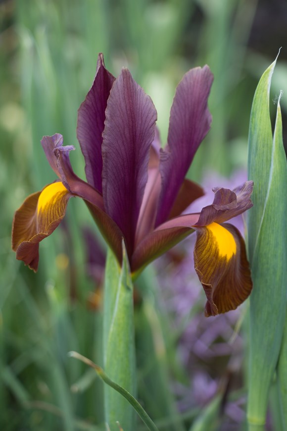Iris x hollandica Red Ember