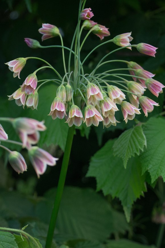 Allium siculum ssp. bulgaricum