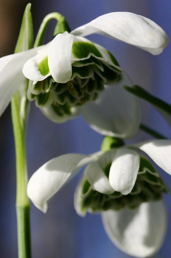 Galanthus Hippolyta