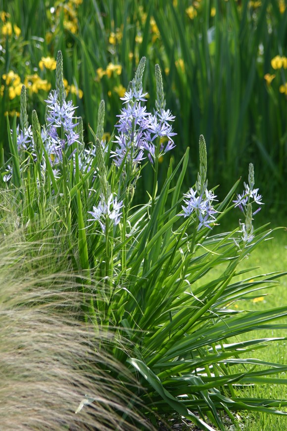 Camassia cusickii